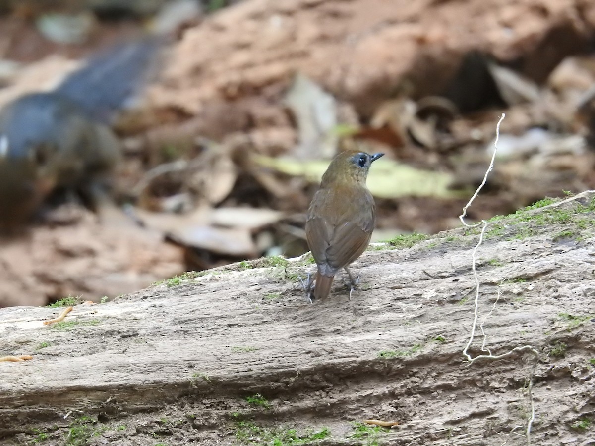 Lesser Shortwing - ML632973093