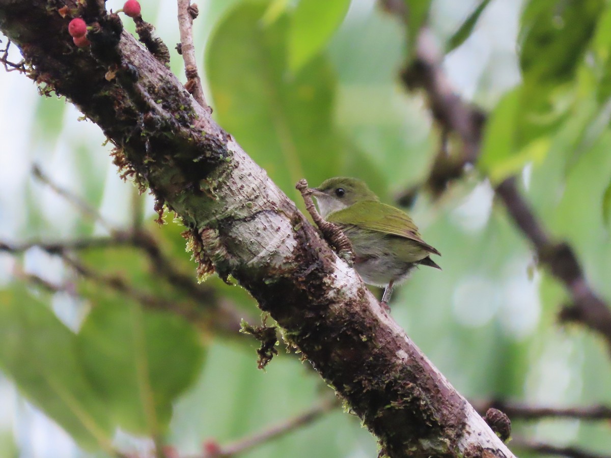 White-throated Manakin - ML632973098