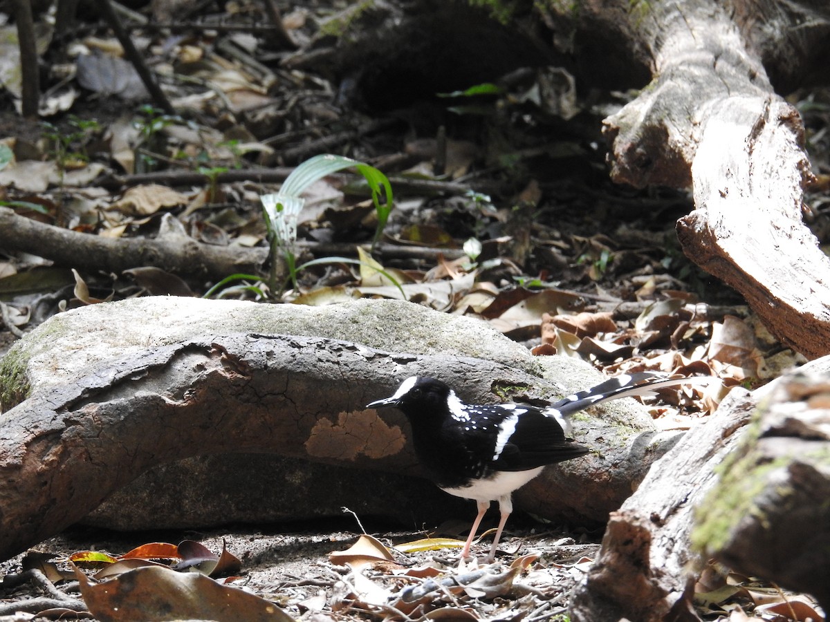 Spotted Forktail - ML632973160