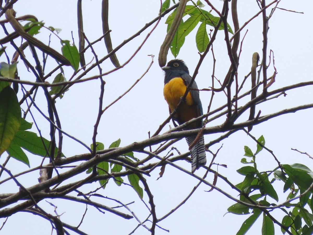Guianan Trogon - ML632973190