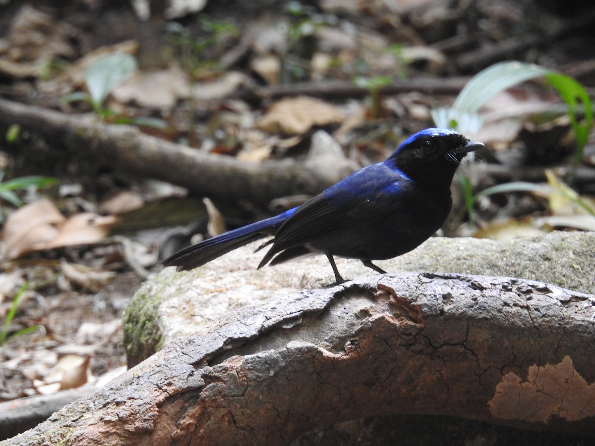 Large Niltava (Dalat) - ML632973205