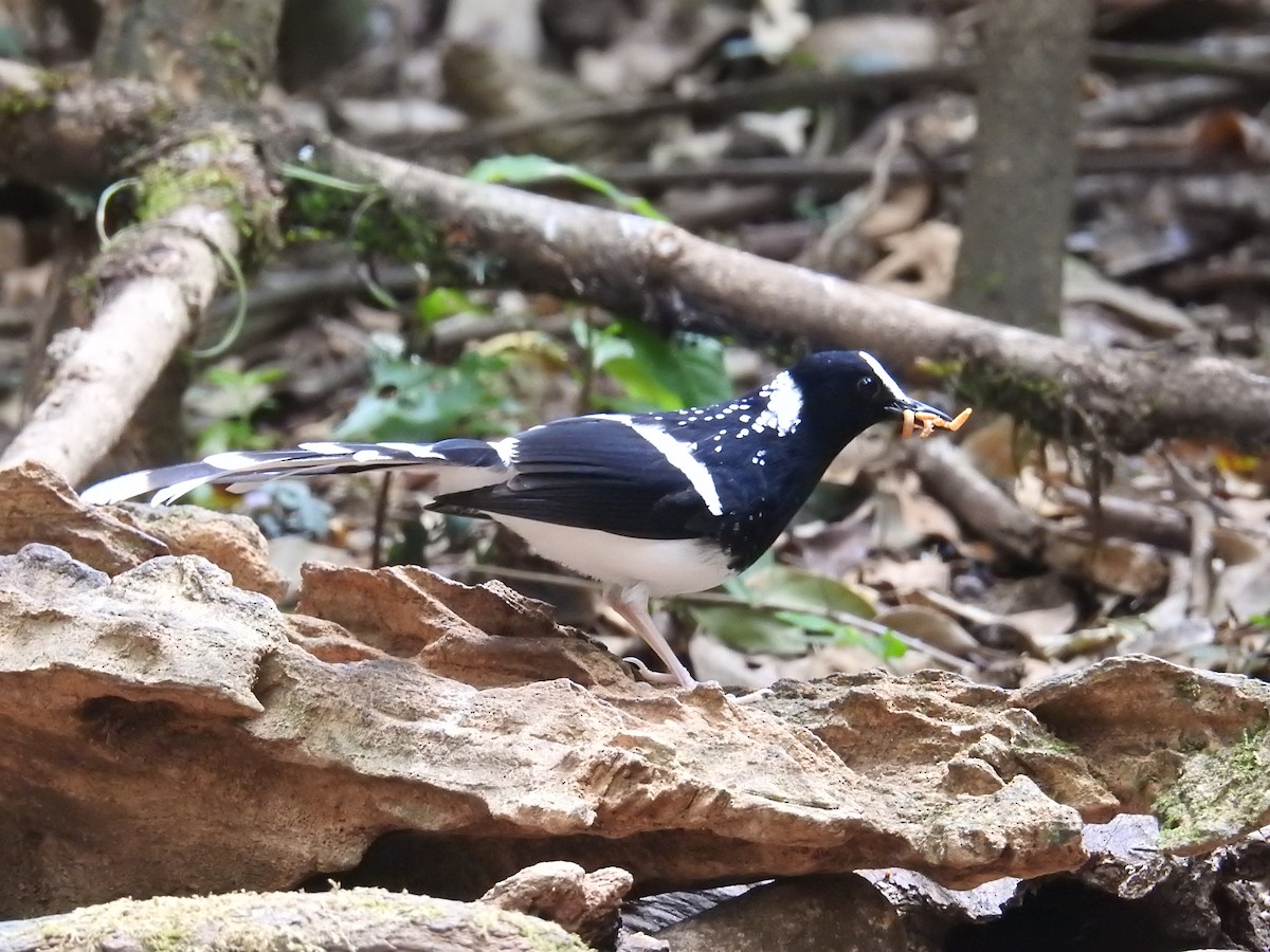 Spotted Forktail - ML632973218