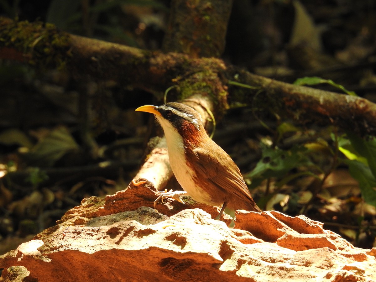 White-browed Scimitar-Babbler - ML632973251