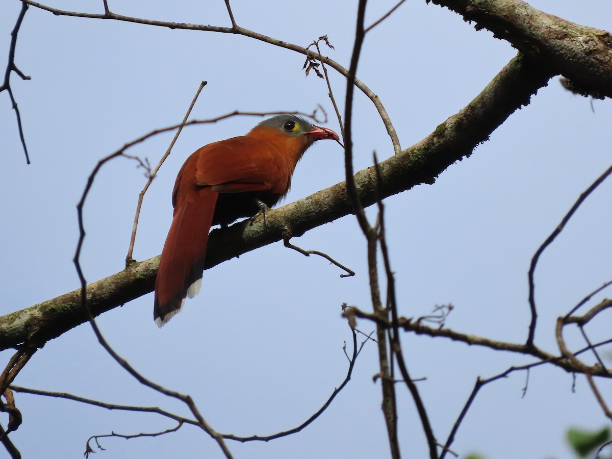 Black-bellied Cuckoo - ML632973272