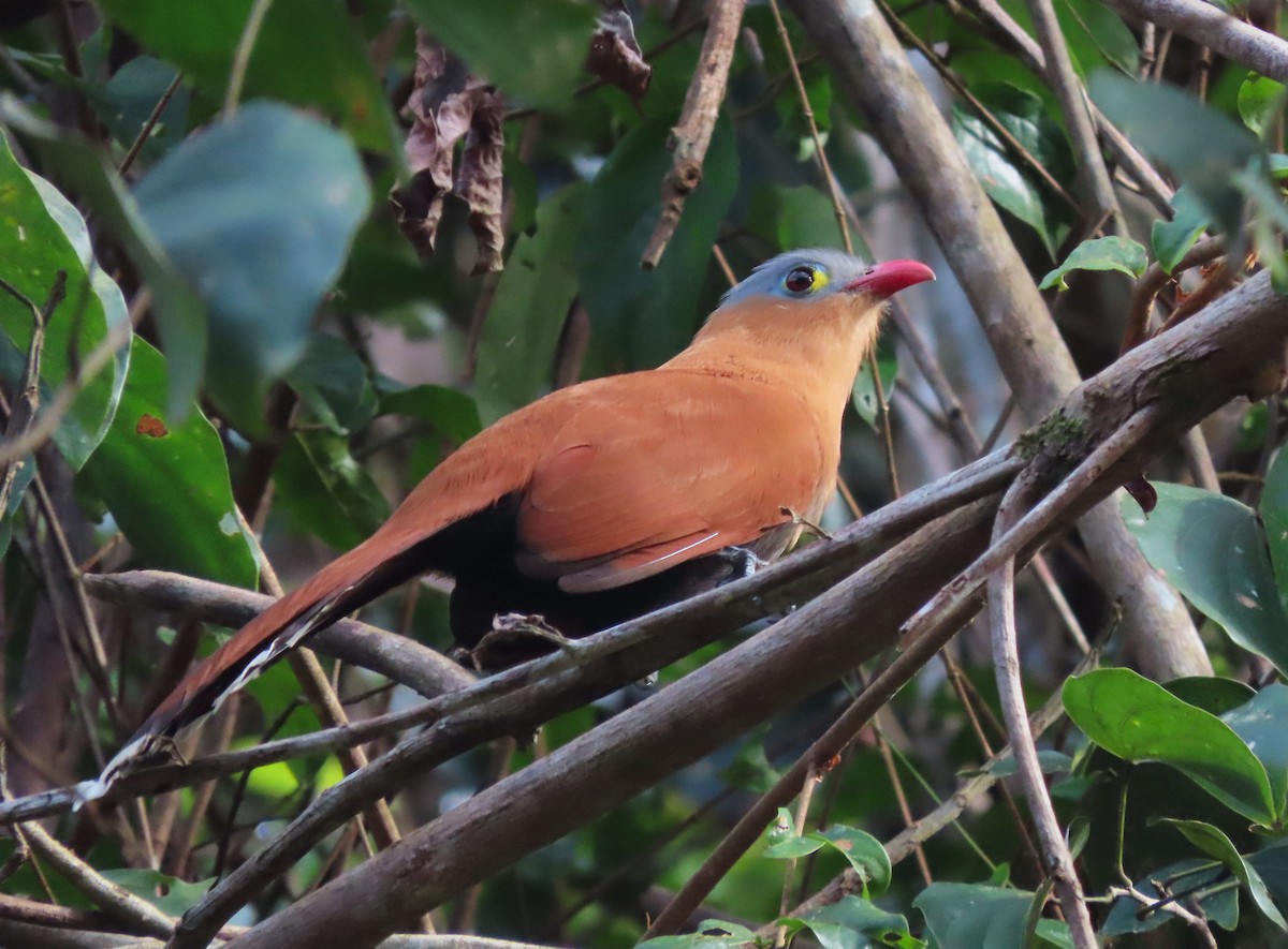 Black-bellied Cuckoo - ML632973273