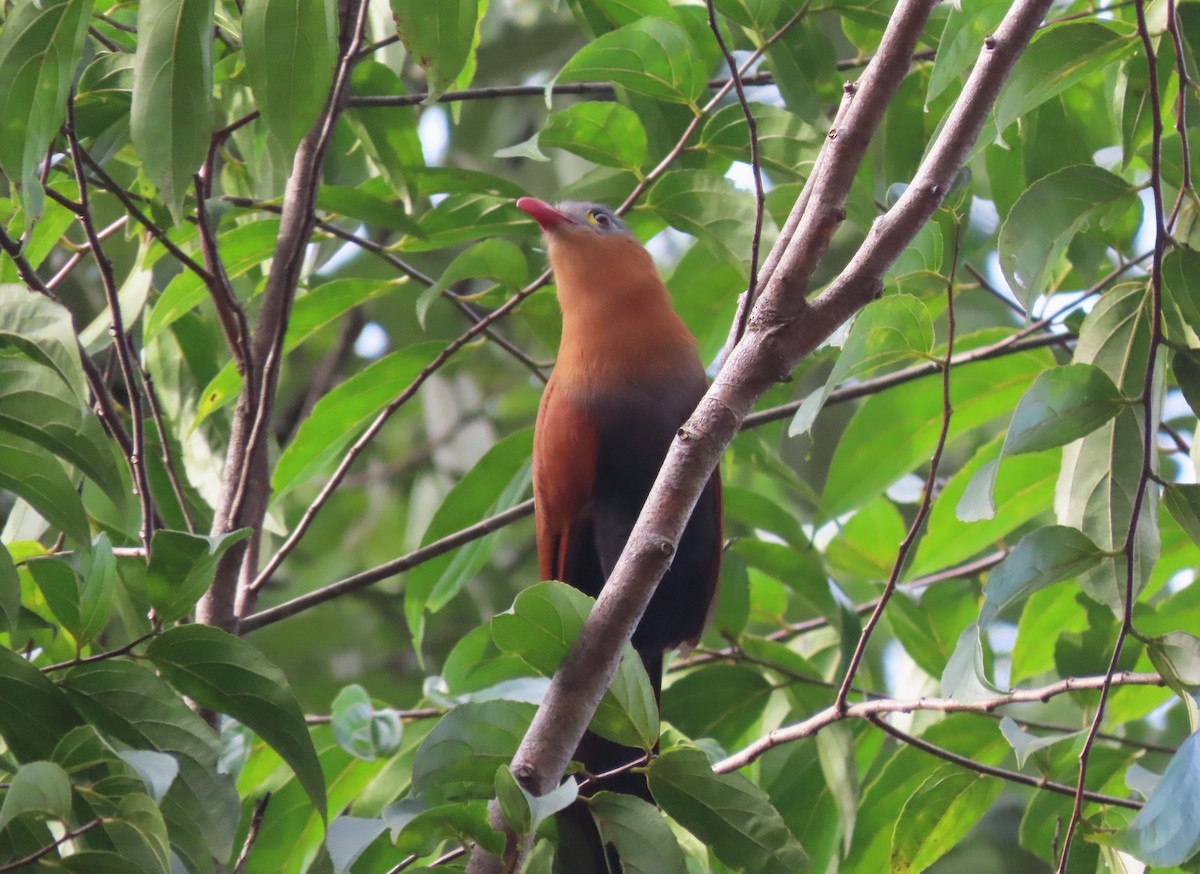 Black-bellied Cuckoo - ML632973275