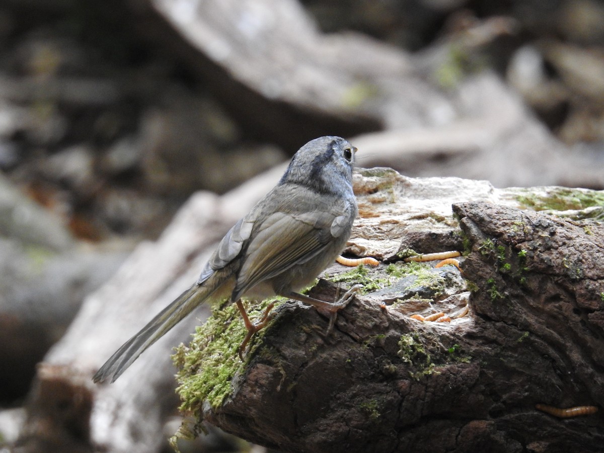 Mountain Fulvetta - ML632973277