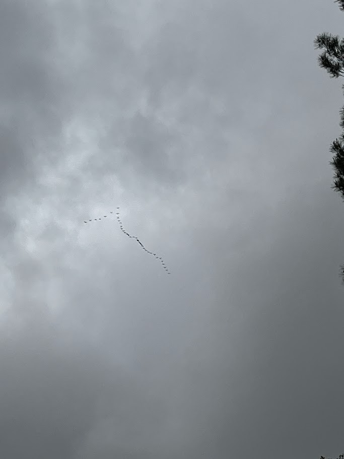 White-faced Ibis - ML632973279