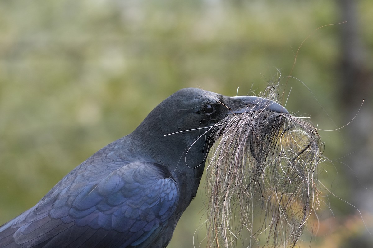 Large-billed Crow - ML632973284