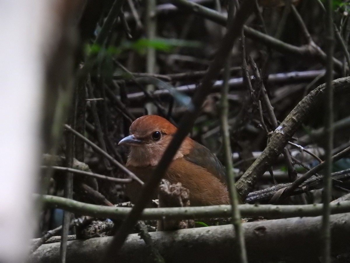 Rusty-naped Pitta - ML632973285