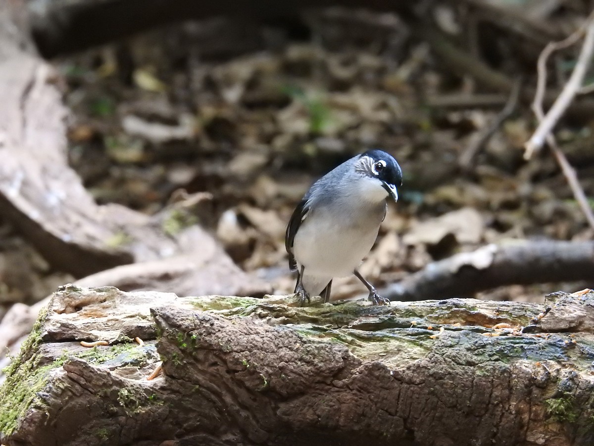 Black-headed Sibia (Lang Bian) - ML632973294