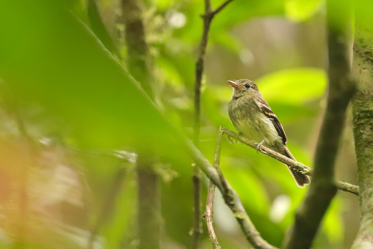 Roraiman Flycatcher - ML632973410