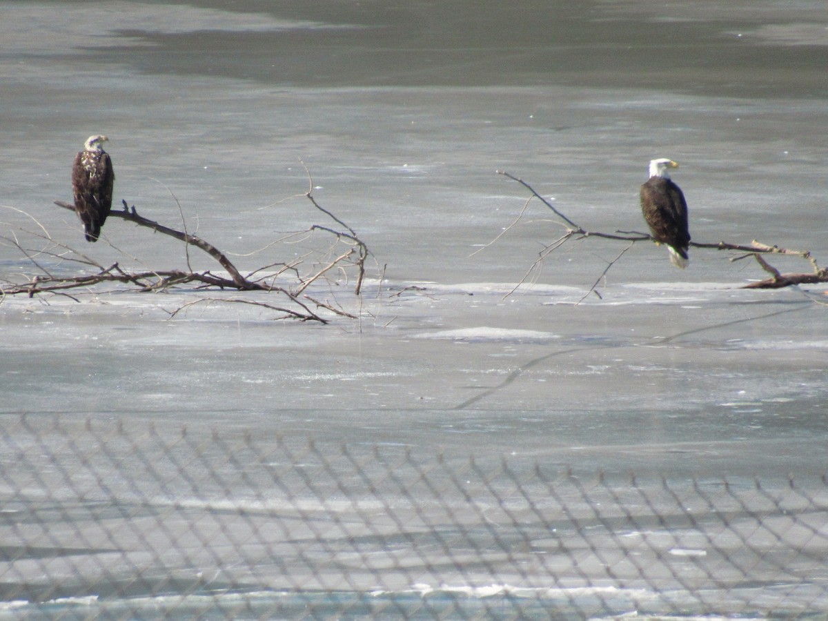 Bald Eagle - ML632973535