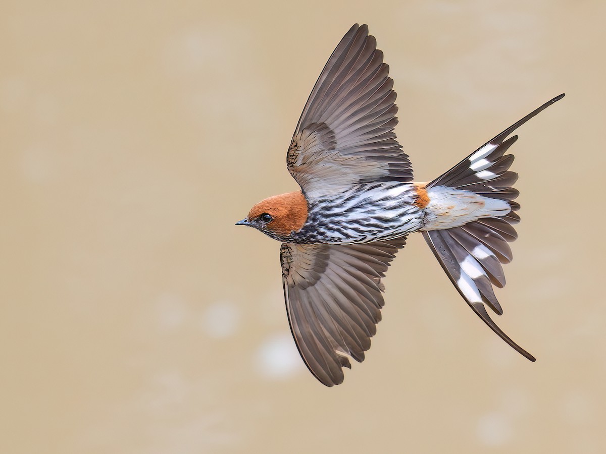 Lesser Striped Swallow - Cecropis abyssinica - Birds of the World