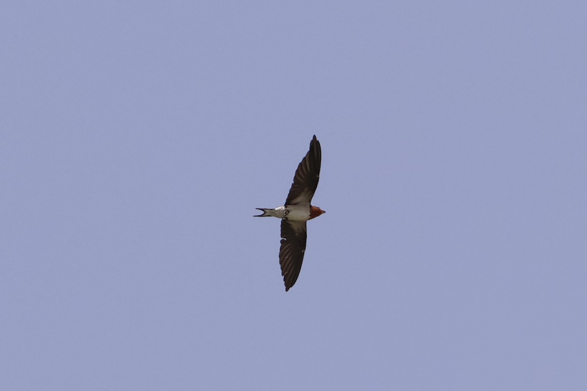 Red-chested Swallow - ML632973599