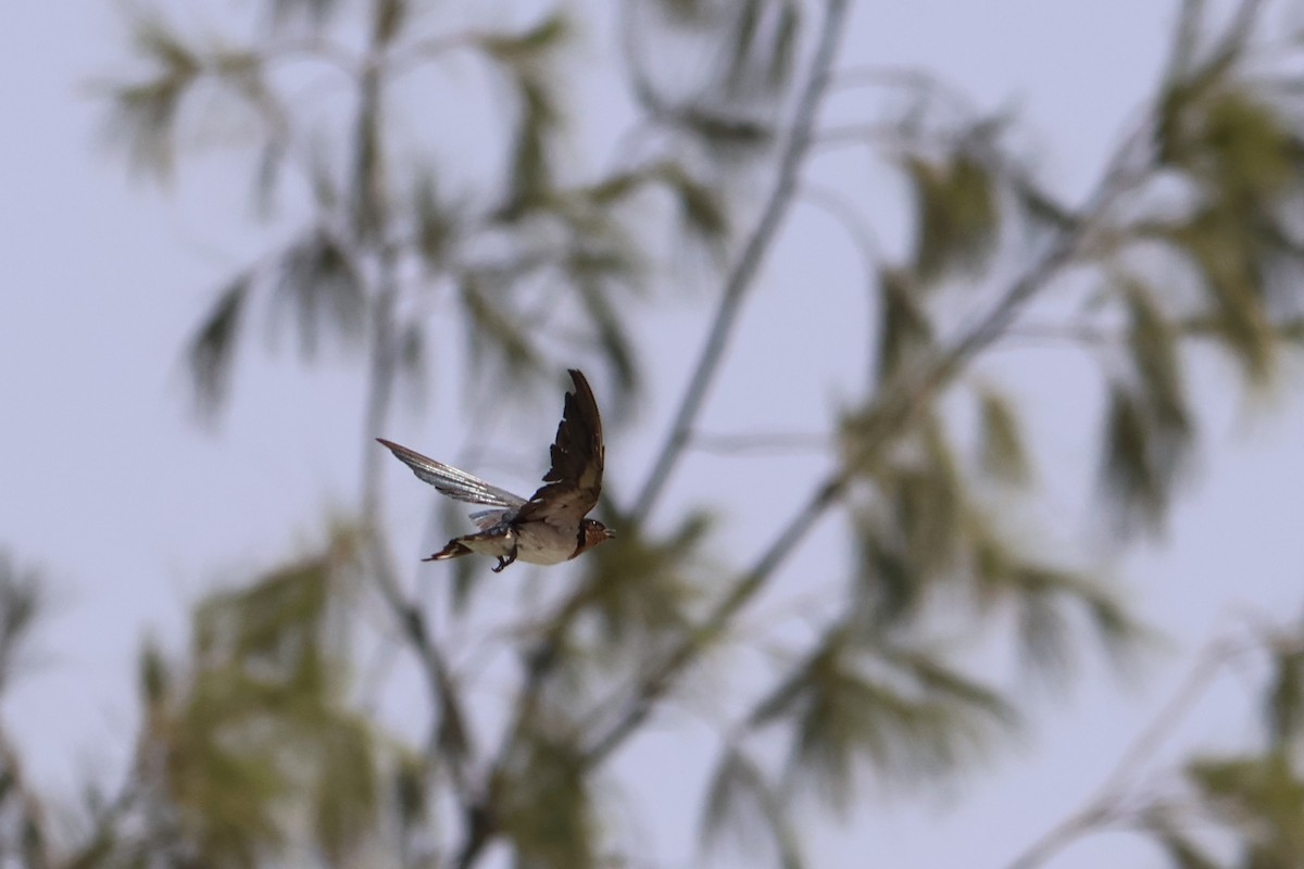 Red-chested Swallow - ML632973600
