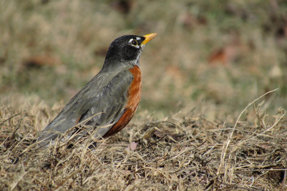 American Robin - ML632973627