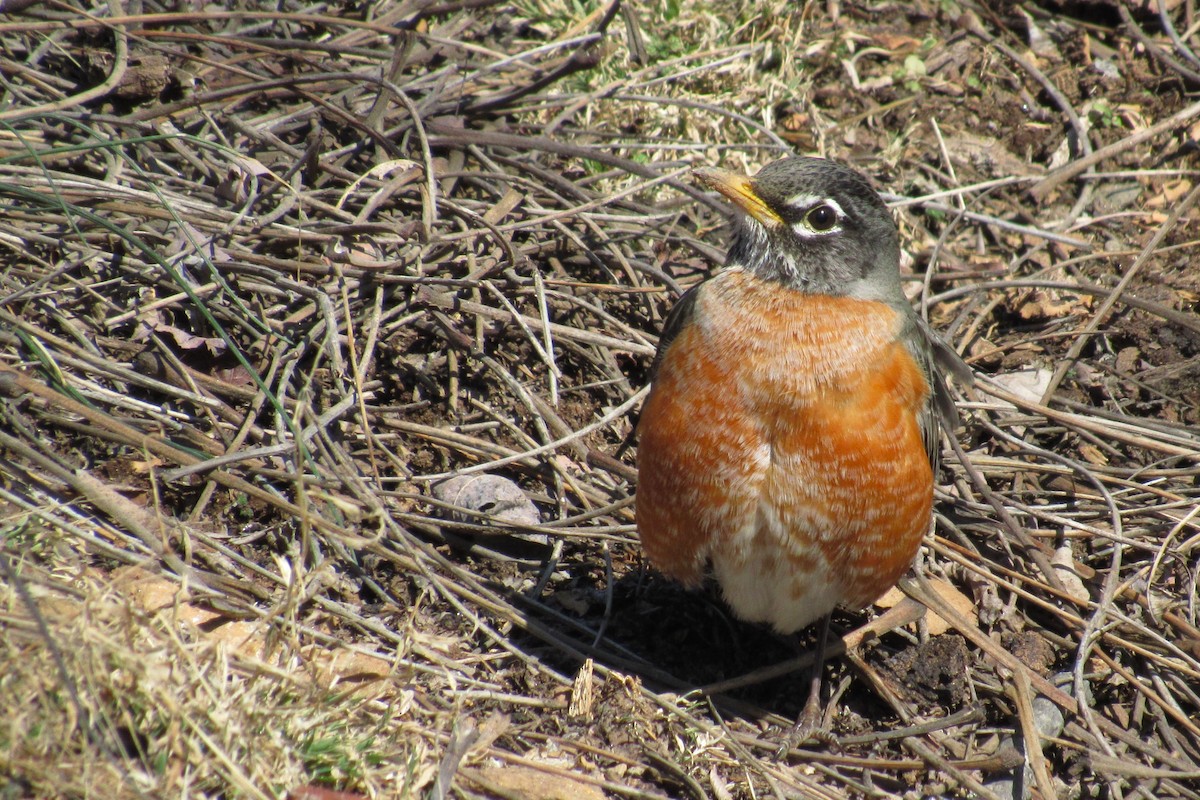 American Robin - ML632973634