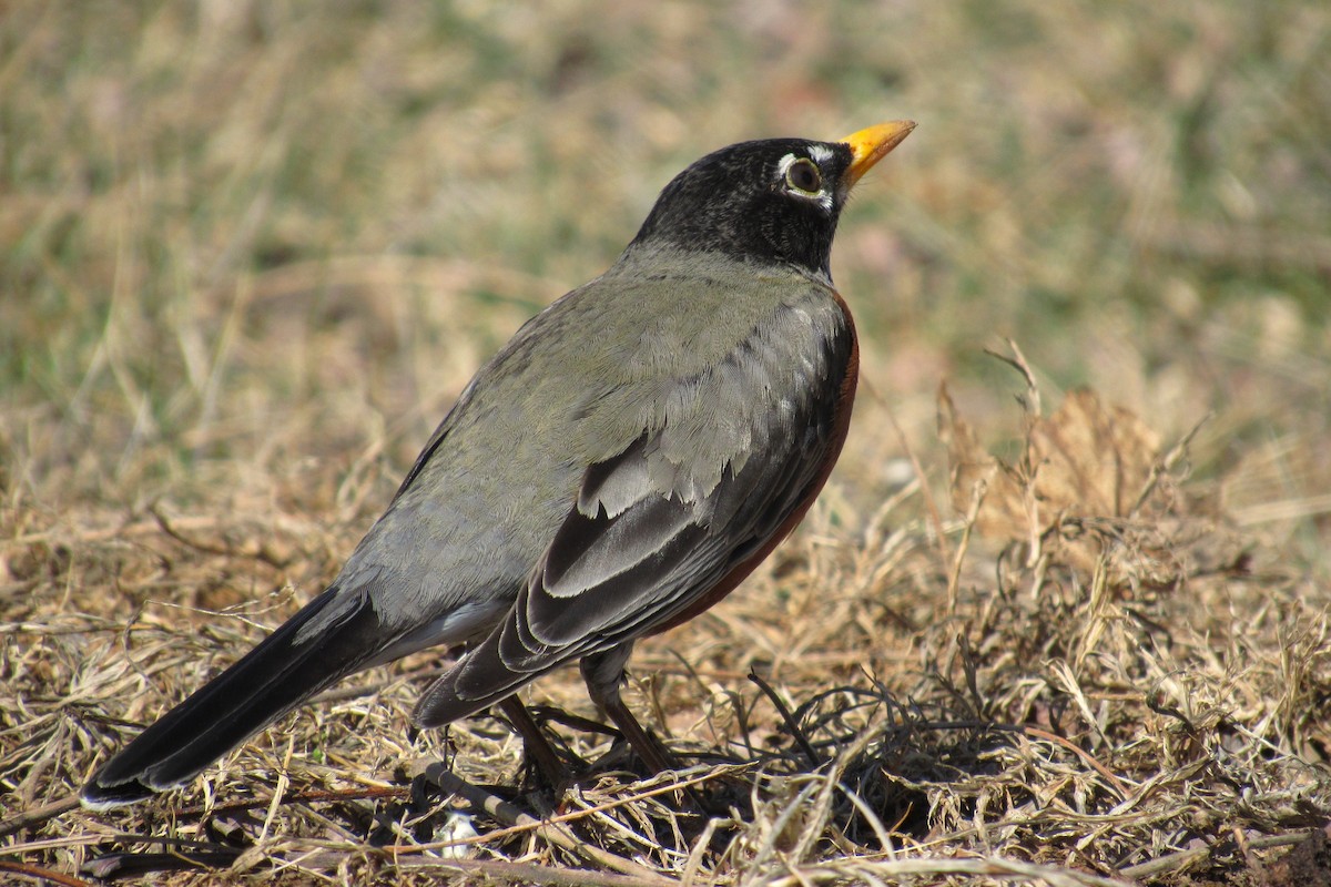 American Robin - ML632973635