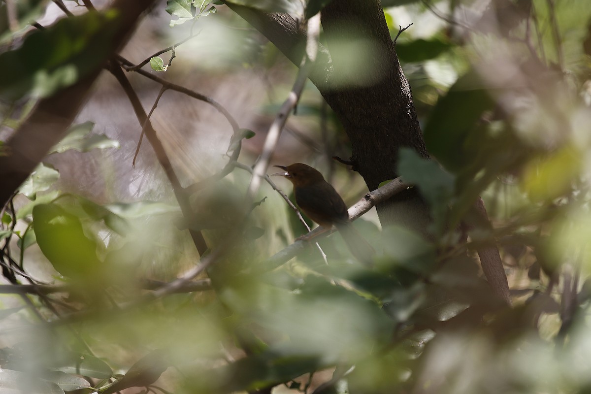 Rufous Cisticola - ML632973718