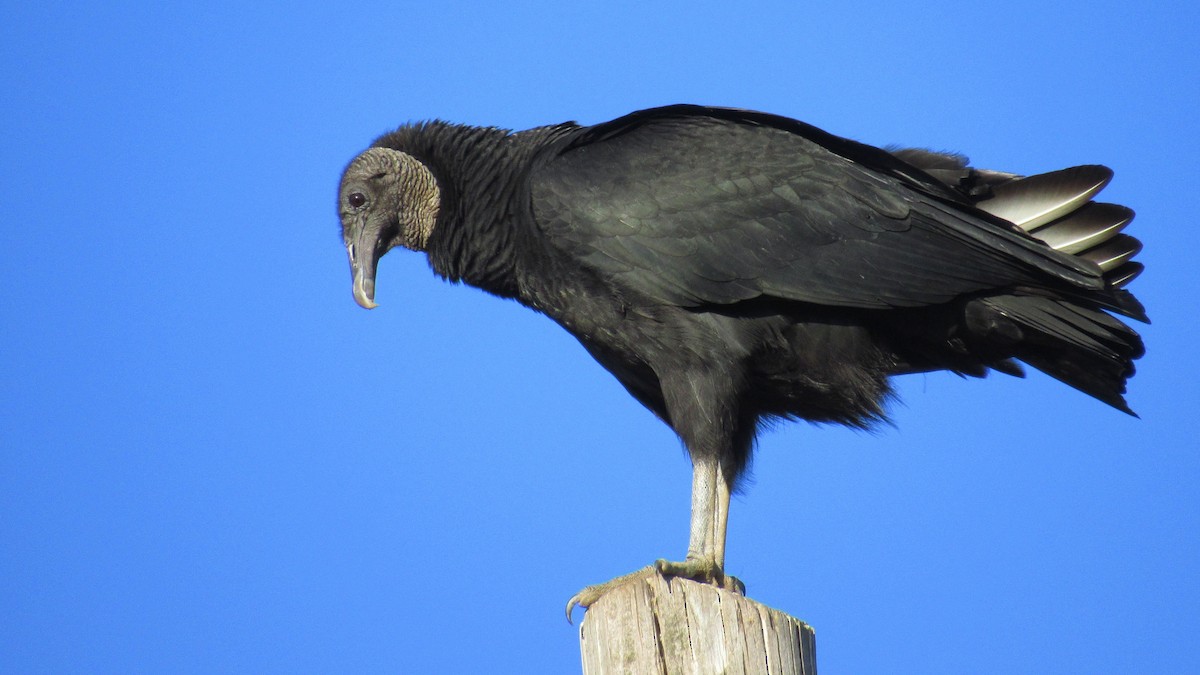 Black Vulture - ML632973730
