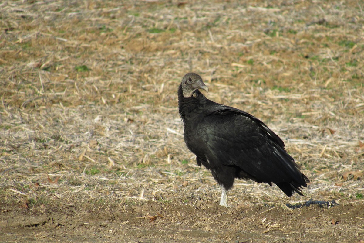 Black Vulture - ML632973742