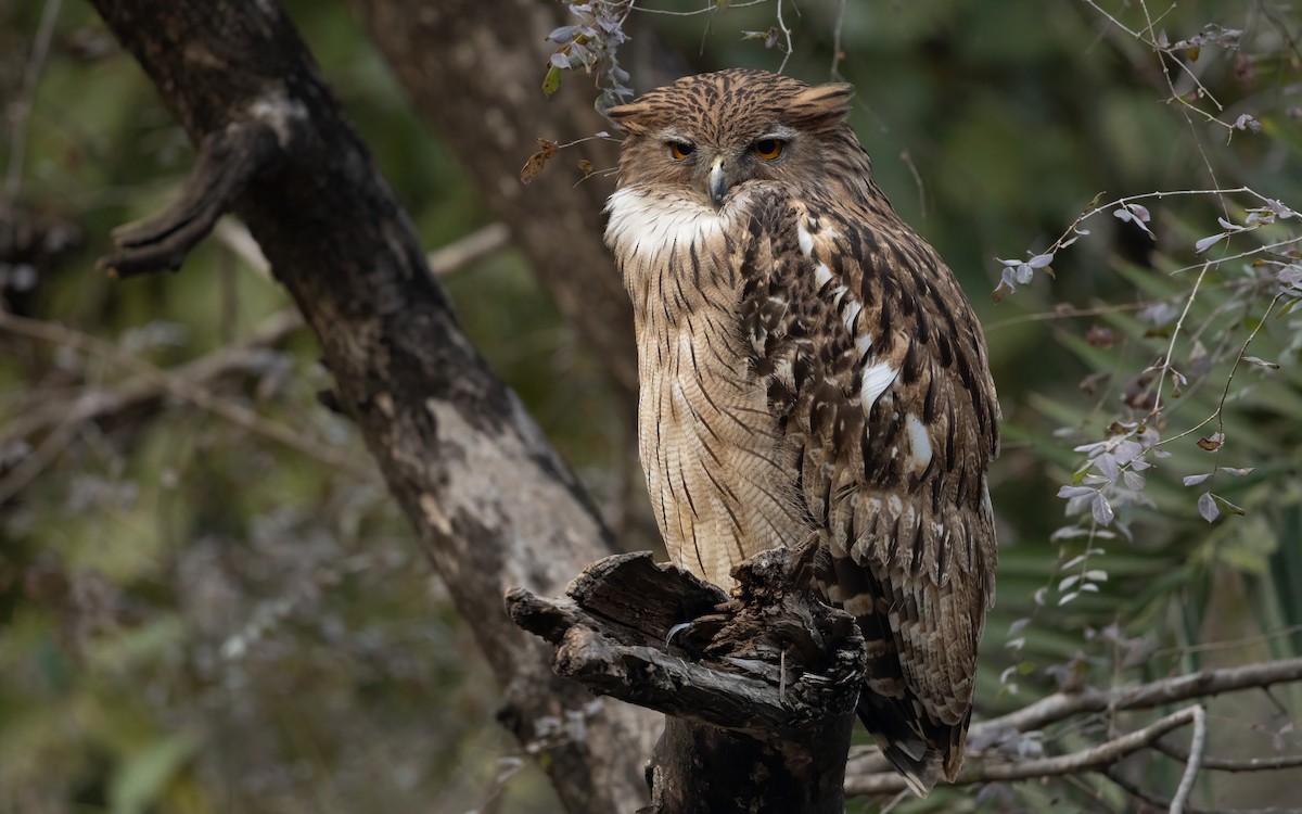 Brown Fish-Owl - ML632973748