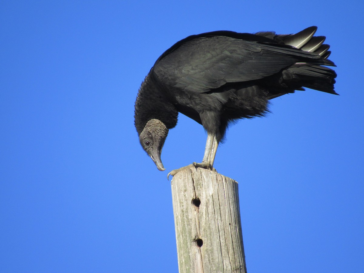 Black Vulture - ML632973772