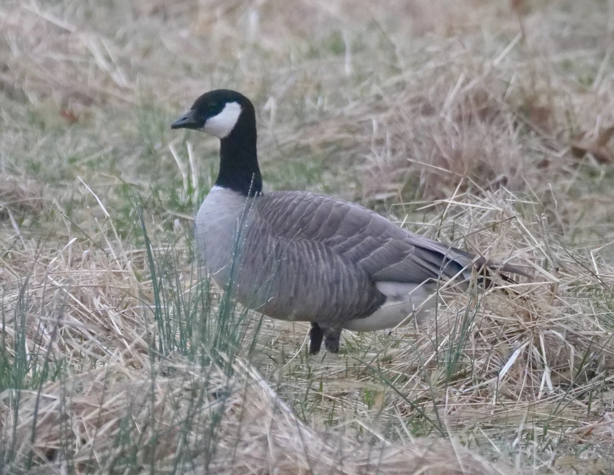 Cackling Goose - ML632973851