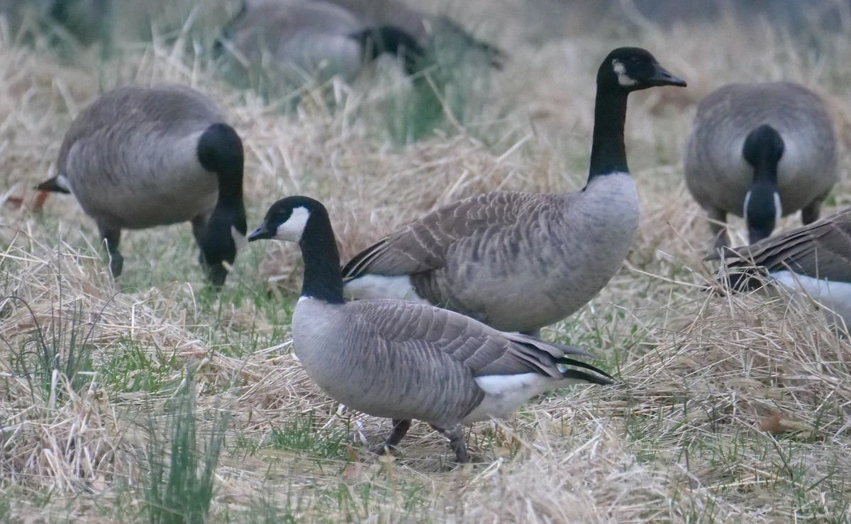 Cackling Goose - ML632973859