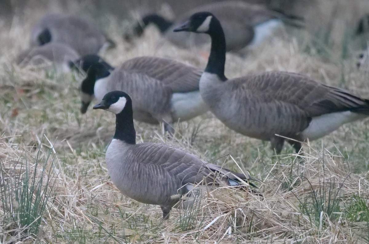 Cackling Goose - ML632973868