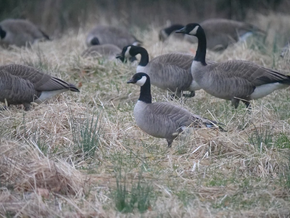 Cackling Goose - ML632973874