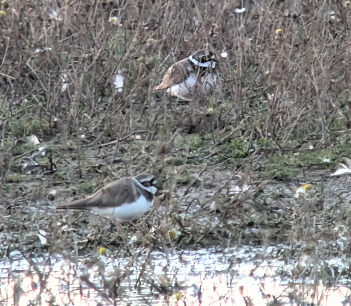 Little Ringed Plover - ML632973887
