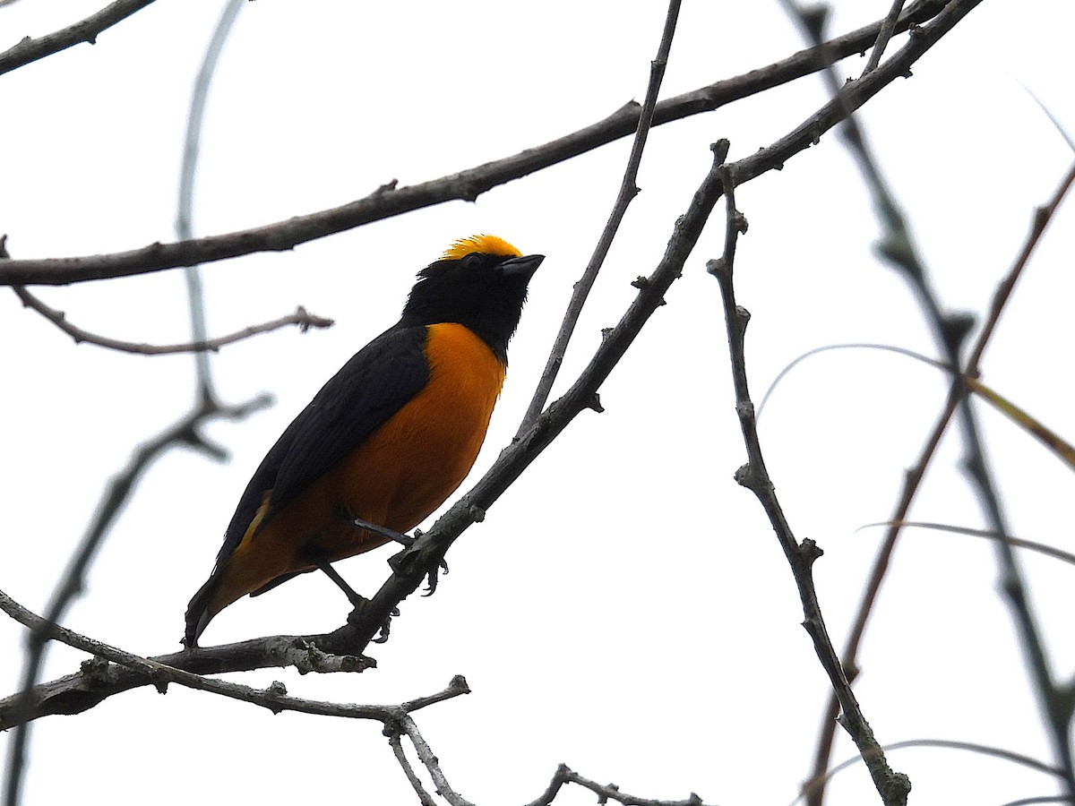 Orange-crowned Euphonia - ML632973936