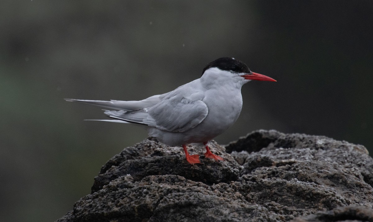 Antarctic Tern - ML632973990