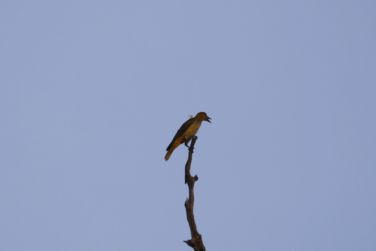 African Golden Oriole - ML632974135