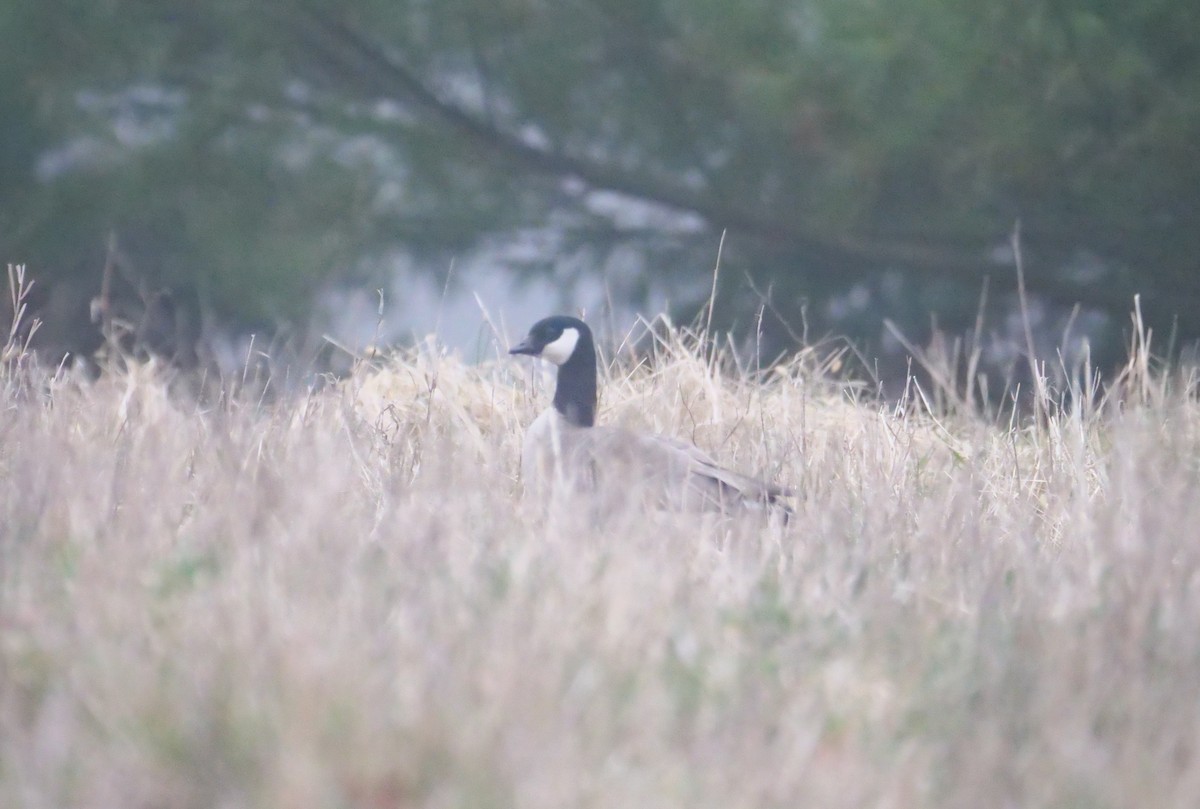 Cackling Goose - ML632974201