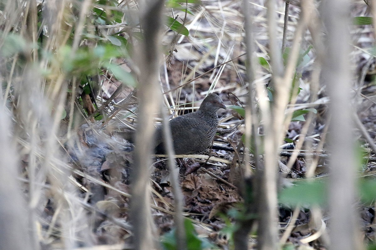 Stone Partridge - ML632974206