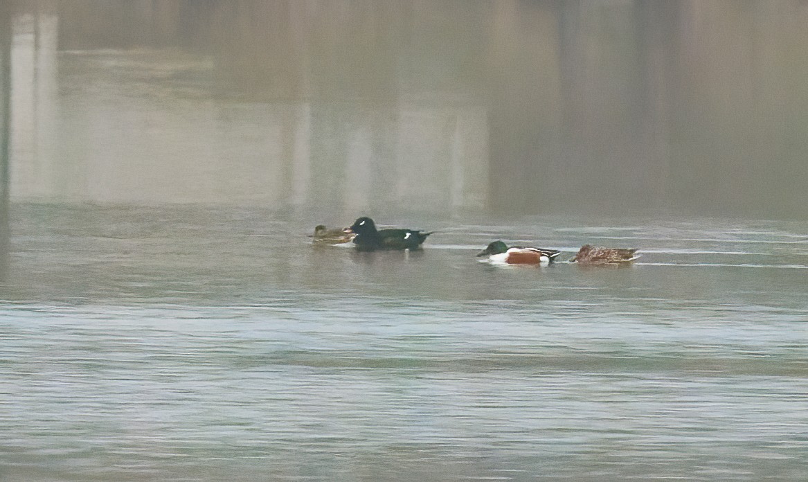 White-winged Scoter - ML632974215