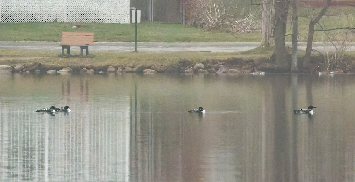 Common Loon - ML632974256