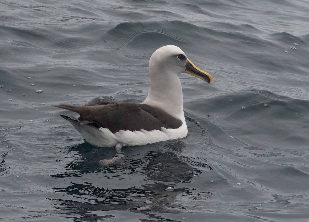 Buller's Albatross - ML632974409
