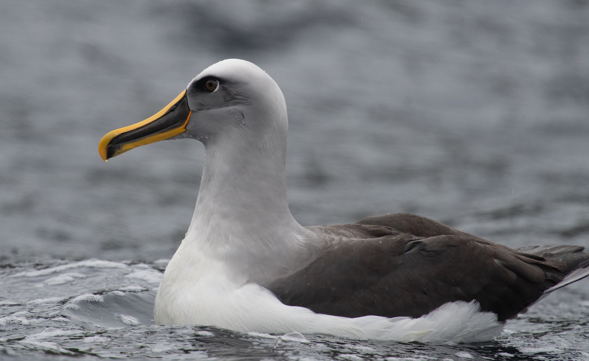 Buller's Albatross - ML632974410