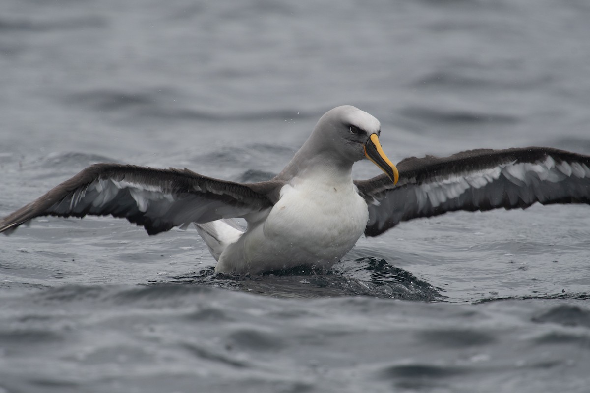 Buller's Albatross - ML632974412