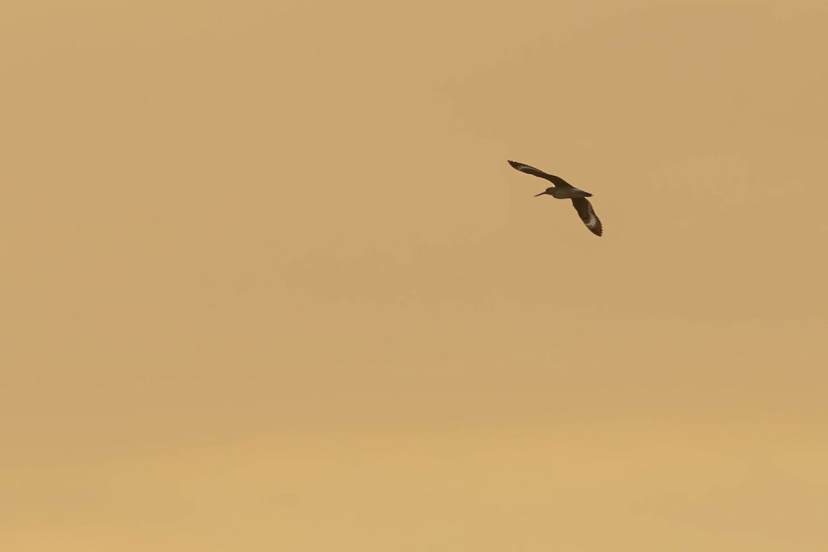 Willet - ML632974506