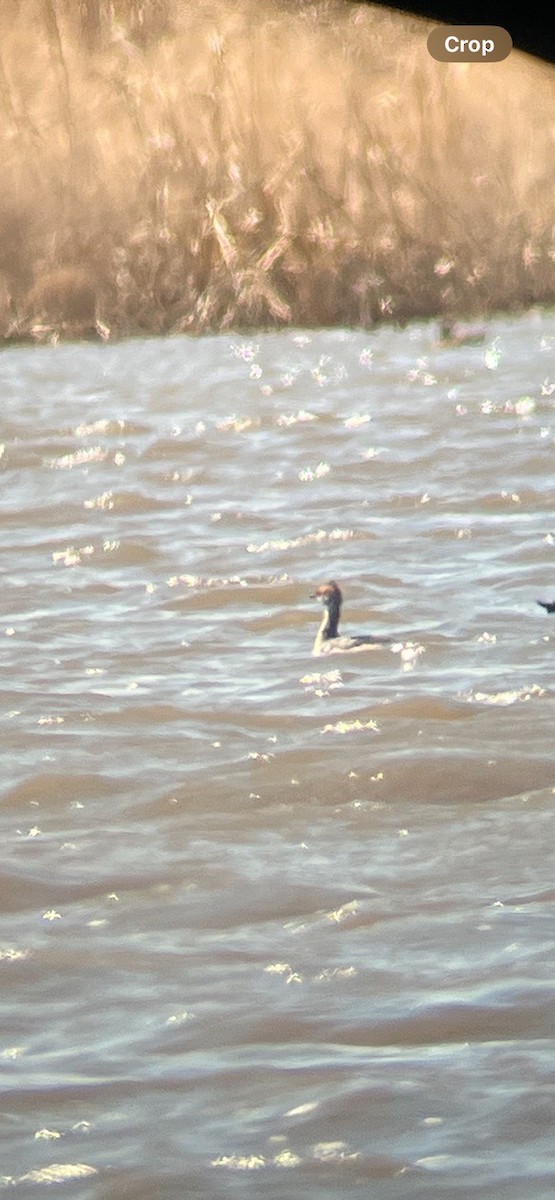 Horned Grebe - ML632974665