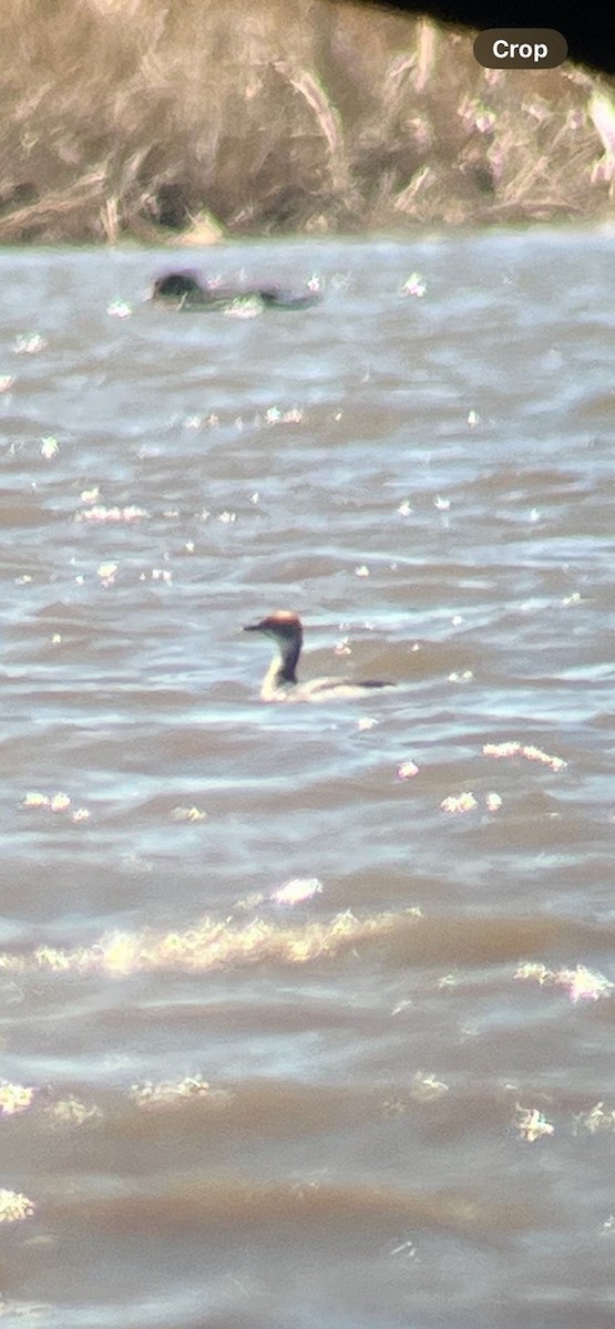 Horned Grebe - ML632974666