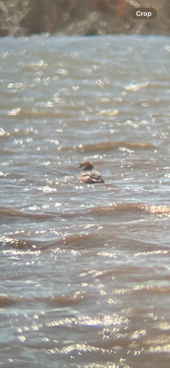 Horned Grebe - ML632974667