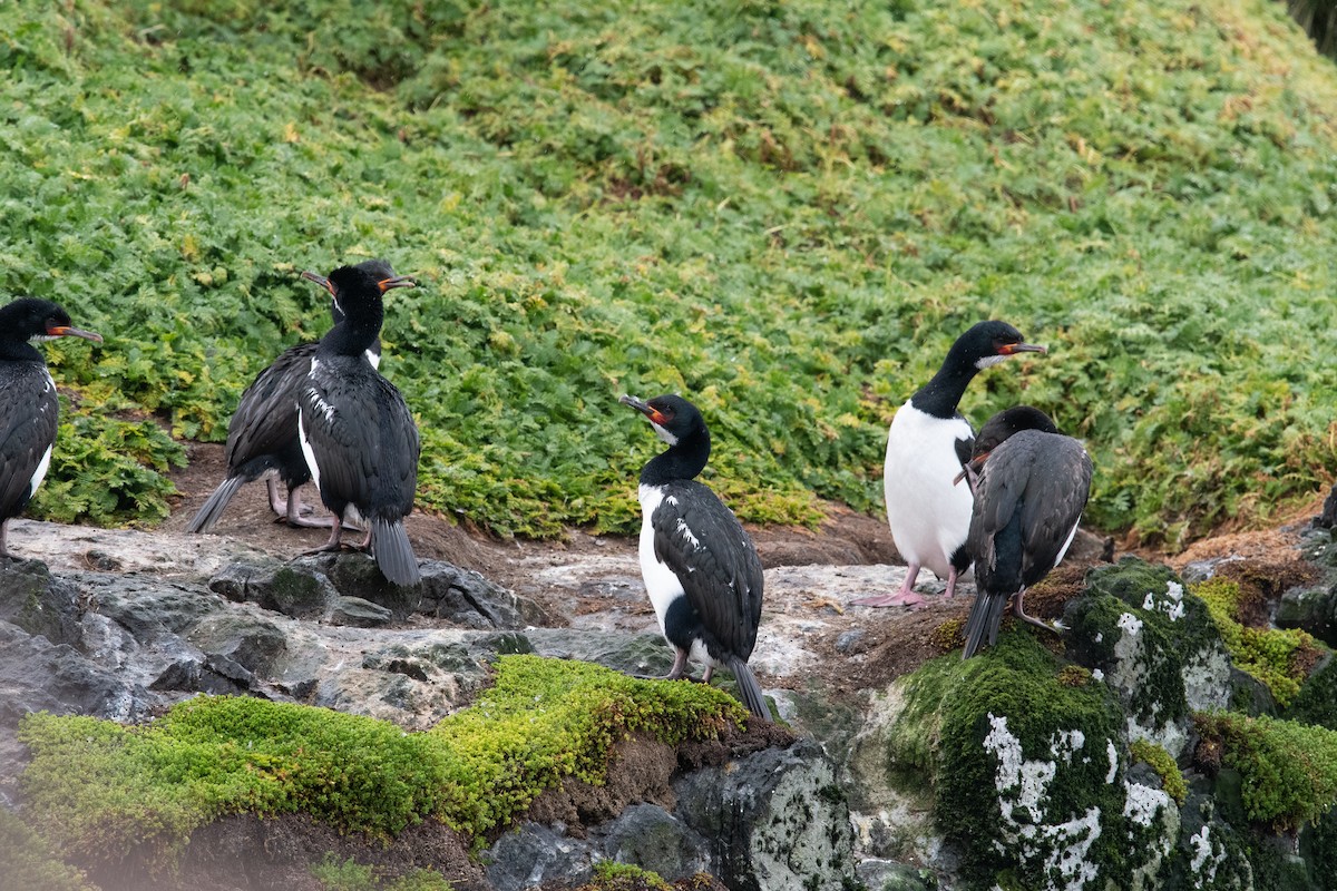 Campbell Islands Shag - ML632974681
