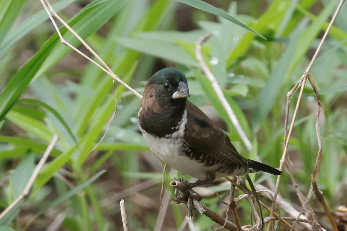 Black-and-white Mannikin (Red-backed) - ML632974727