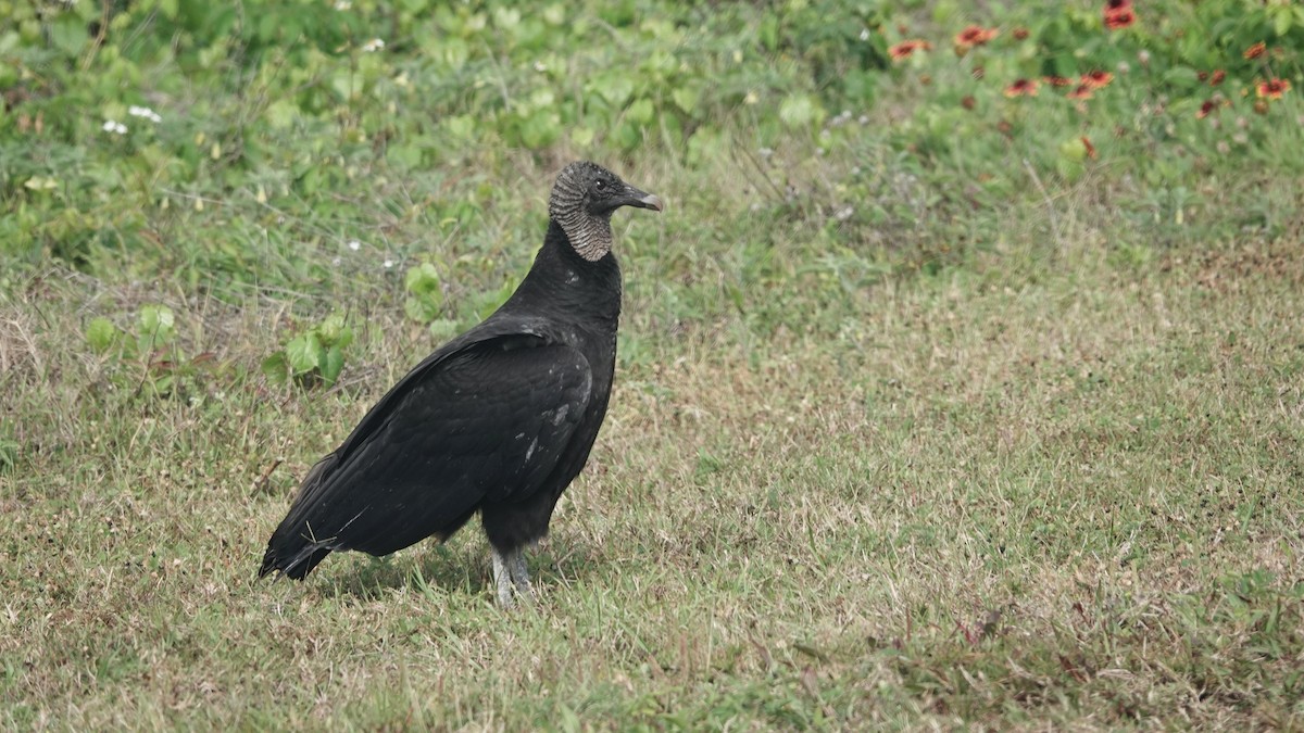 Black Vulture - ML632974905